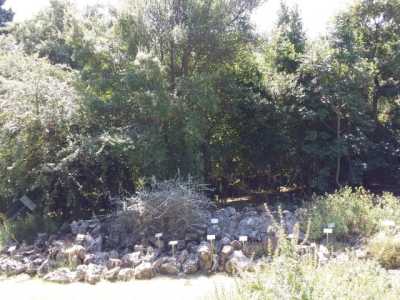 Roccaglia con flora tipicamente pugliese